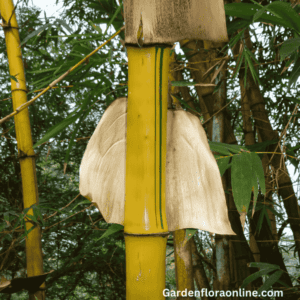 Painted Bamboo (Bambusa vulgaris)