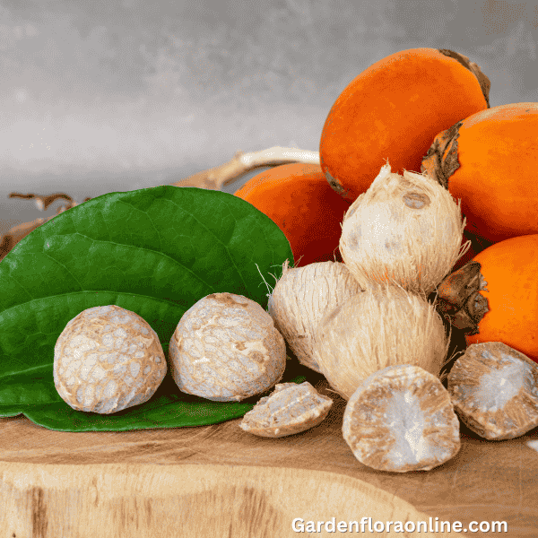 Areca catechu (Betel-nut Palm)