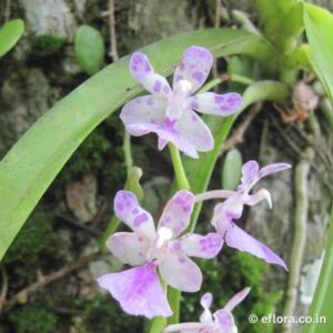 Aerides multiflora (The Multi-Flowered Aerides)