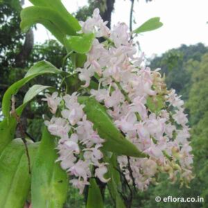 Aerides odorata (The Fragrant Aerides)
