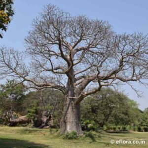 Adansonia digitata (African Baobab)